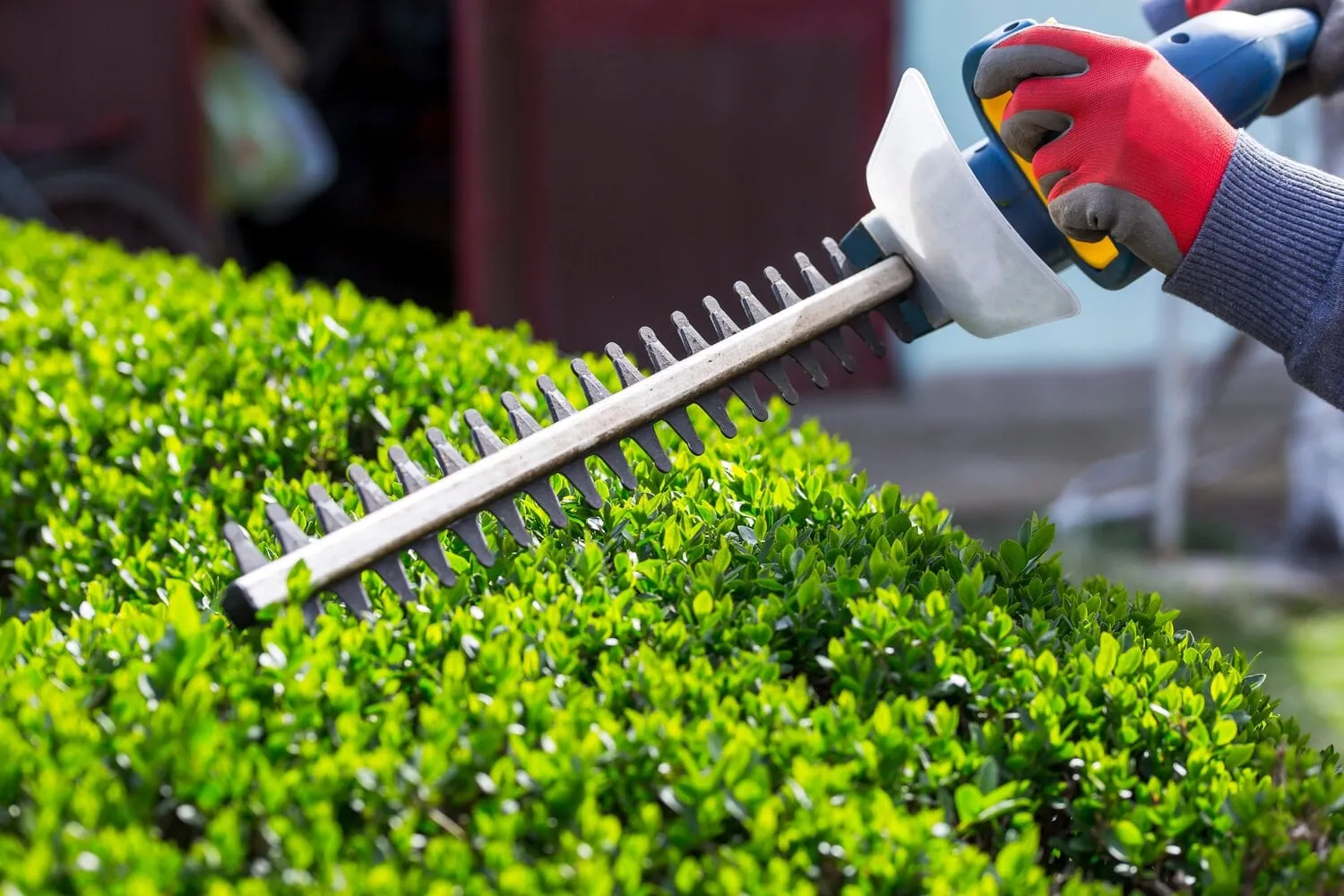 cutting a hedge with electrical hedge trimmer