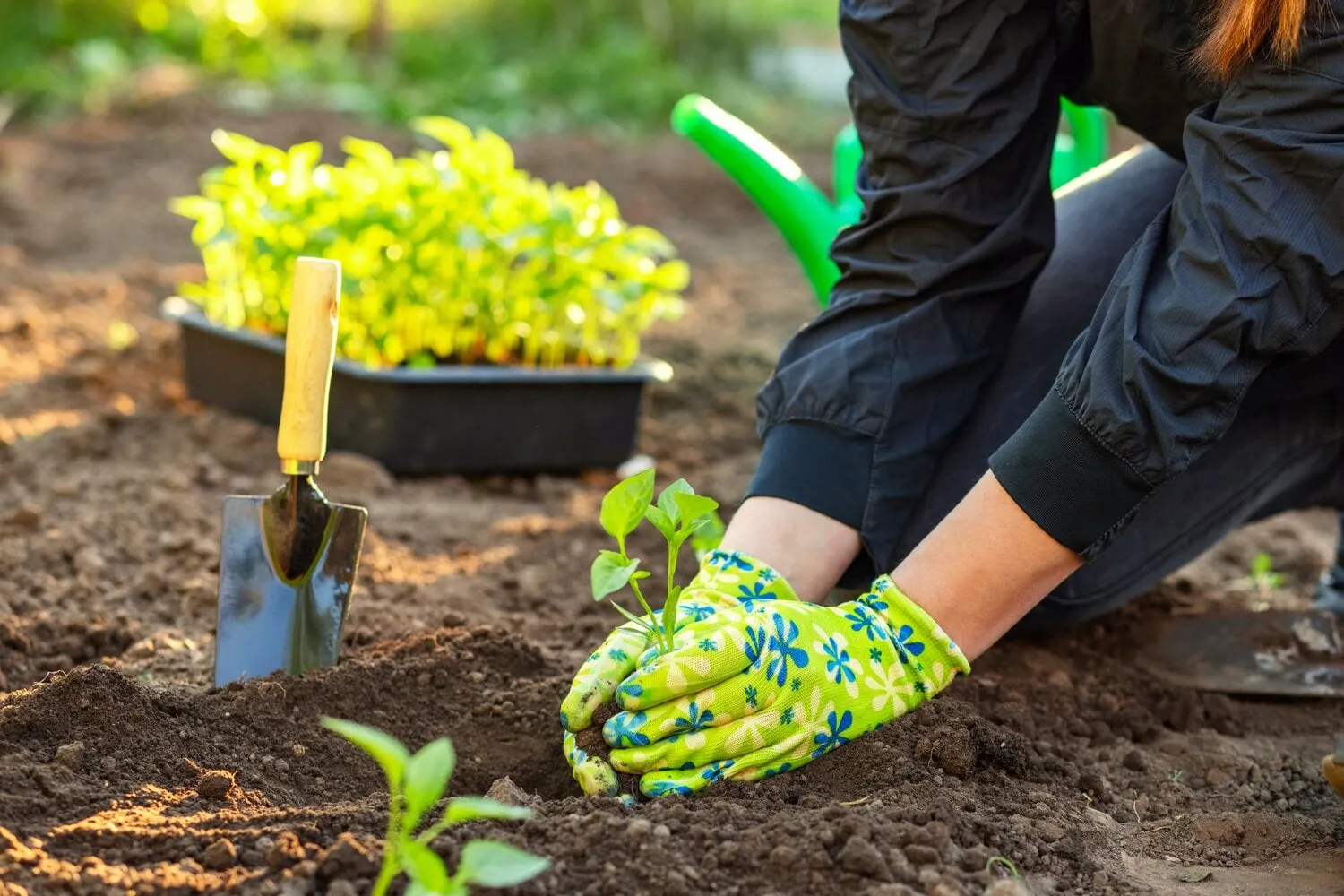 female,farmer,hands,planting,to,soil,seedling,in,the,vegetable