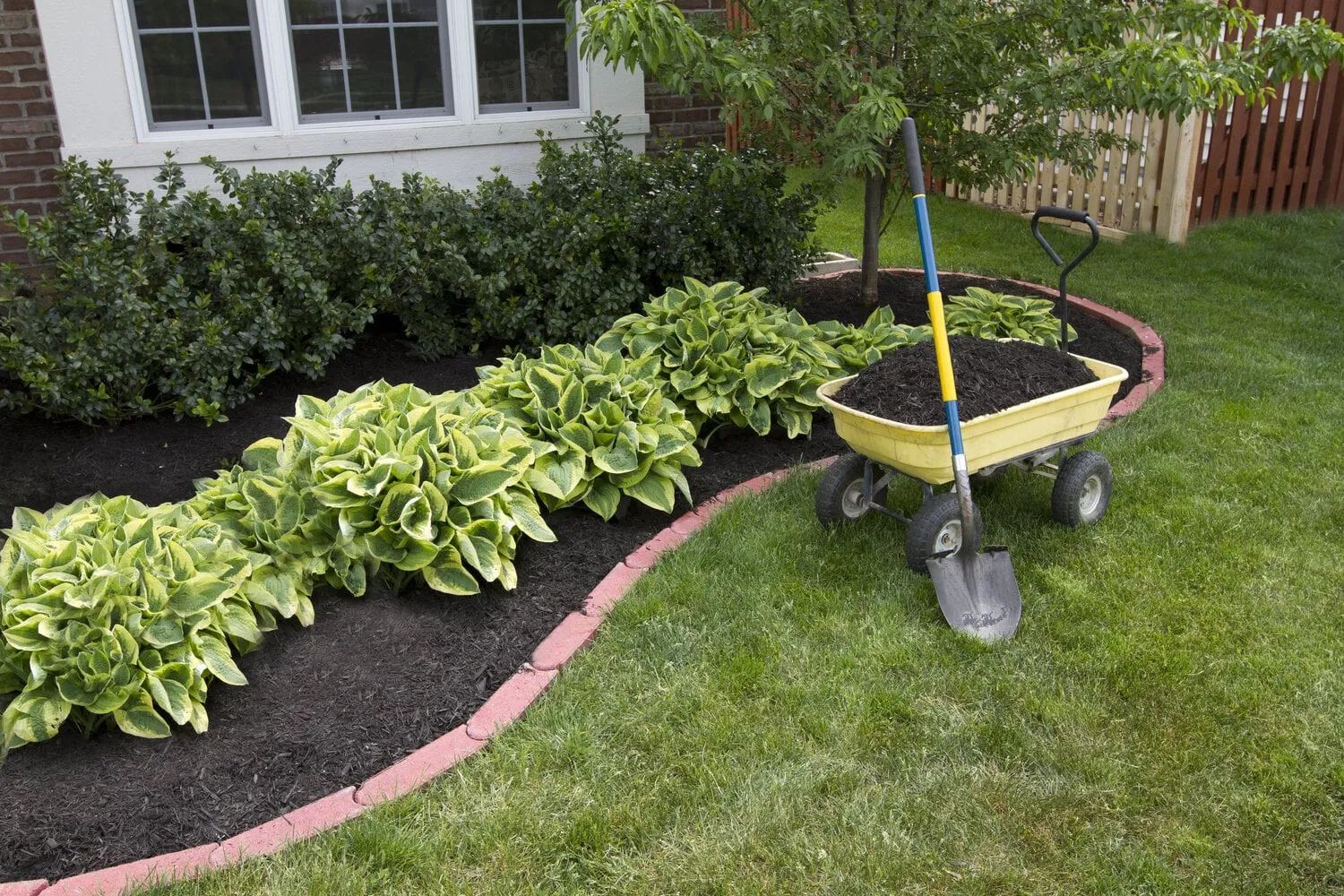 mulching,bed,around,the,house,and,bushes,,wheelbarrow,along,with