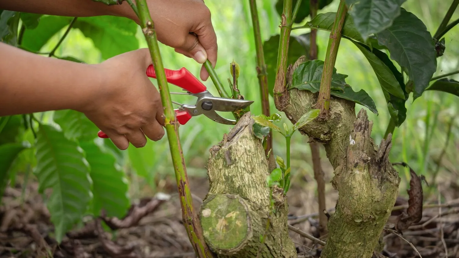 pruning,coffee,trees,and,maintenance,for,coffee,trees,in,coffee