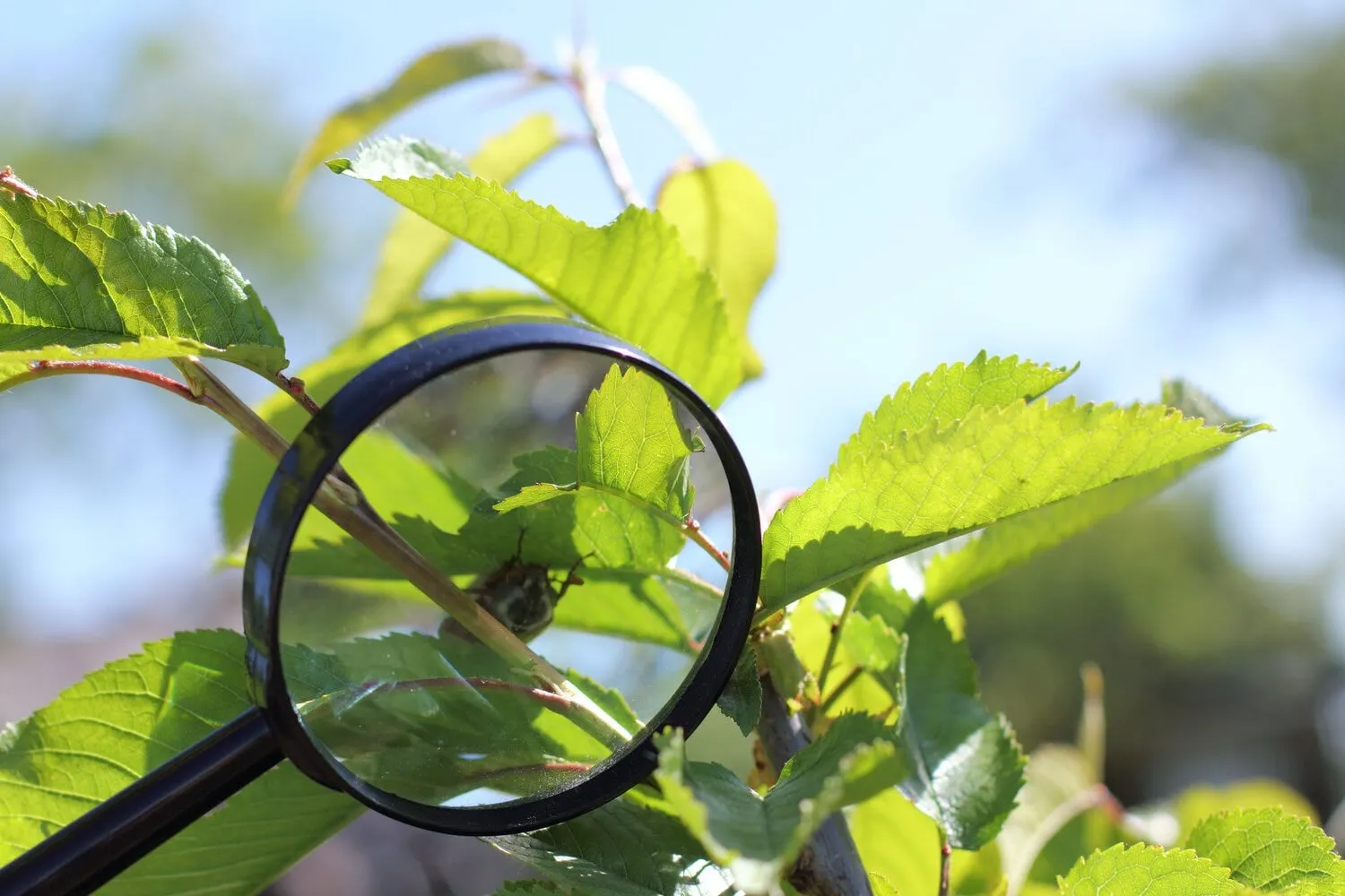 routine inspections for pests help prevent damage