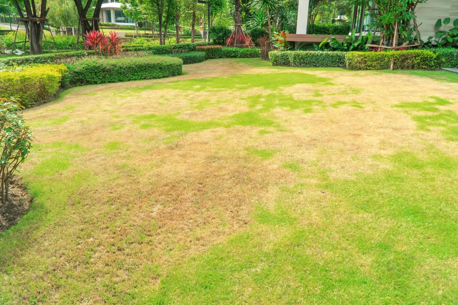 pests,and,disease,cause,amount,of,damage,to,green,lawns,