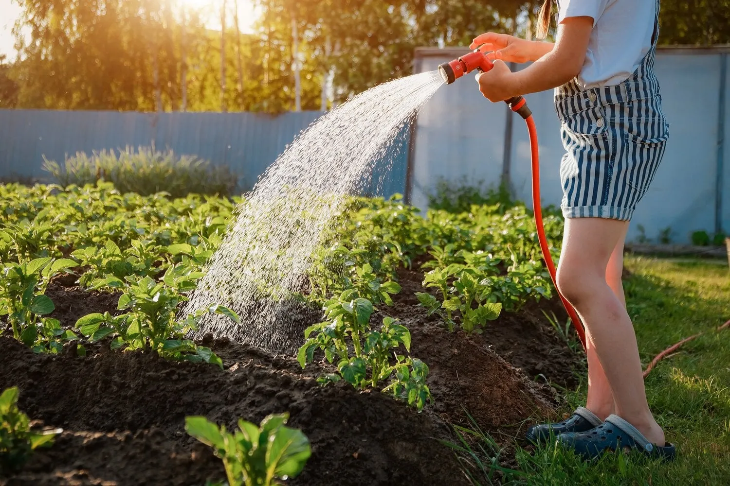 child,watering,plants,garden.,kid,with,water,hose,sunny,backyard