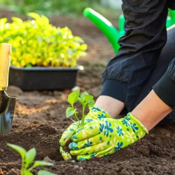 Planting seedlings by hand