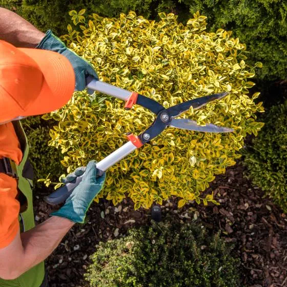 Plant shaping and pruning