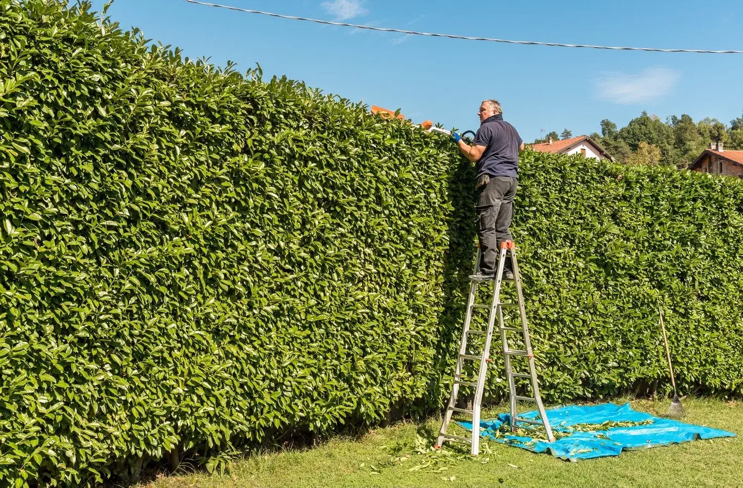 Hedge trimming in a compact garden